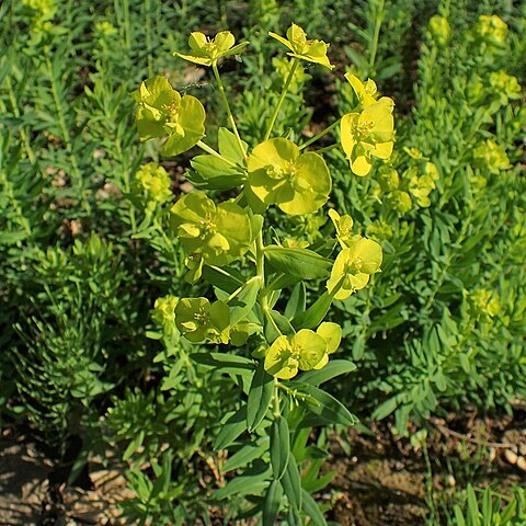 Euphorbia oblongifolia unspecified picture