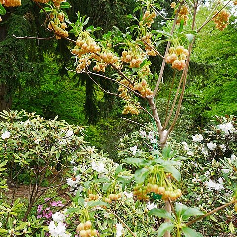 Enkianthus deflexus unspecified picture