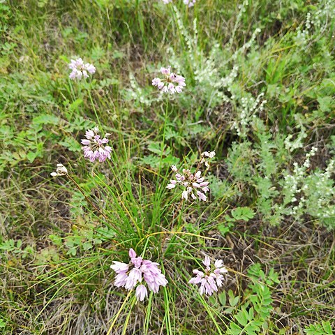 Allium bidentatum unspecified picture