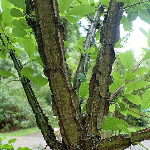 Euonymus phellomanus unspecified picture