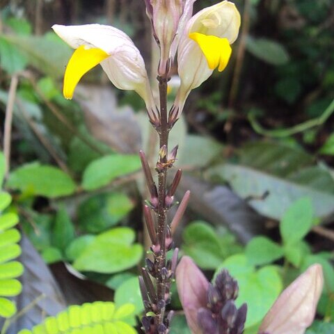 Gymnostachyum febrifugum unspecified picture