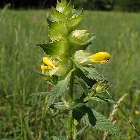 Rhinanthus rumelicus unspecified picture