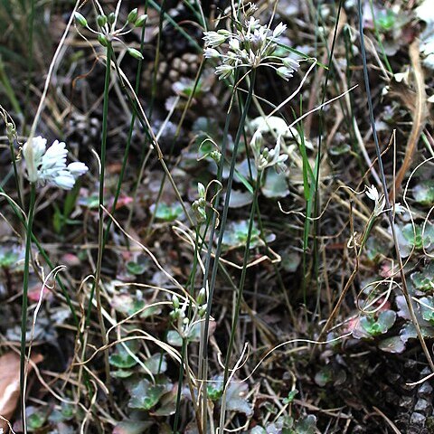 Allium kunthianum unspecified picture