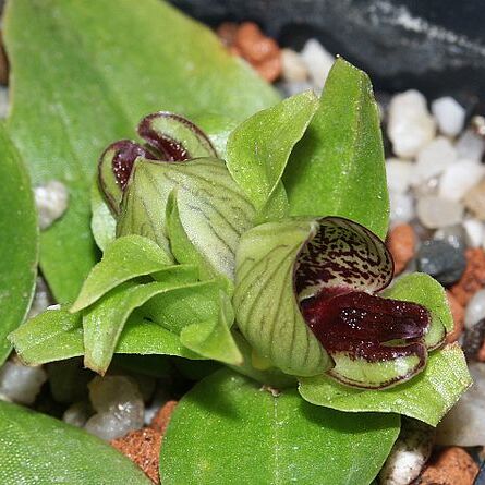 Satyrium pumilum unspecified picture