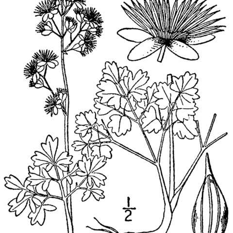 Thalictrum venulosum unspecified picture