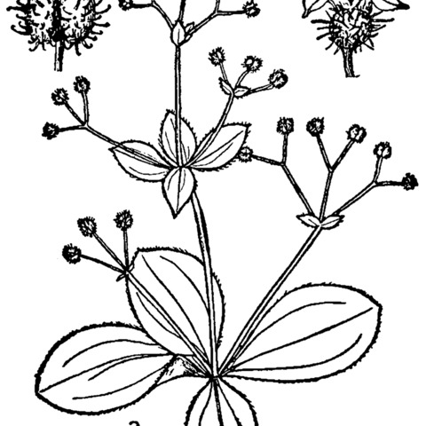 Galium kamtschaticum unspecified picture