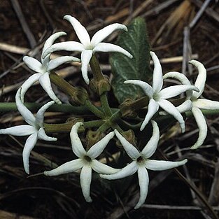 Orthanthera jasminiflora unspecified picture