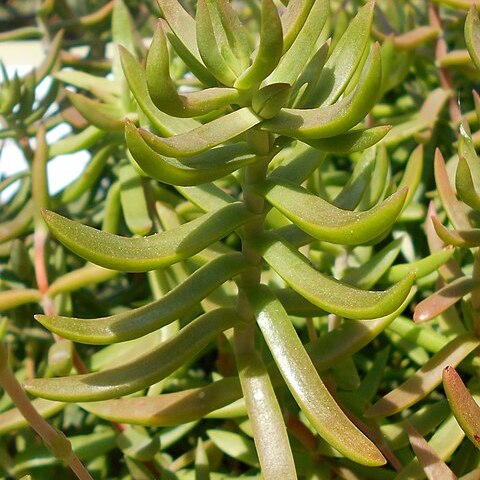 Crassula mollis unspecified picture