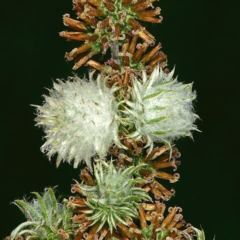 Seriphium unspecified picture