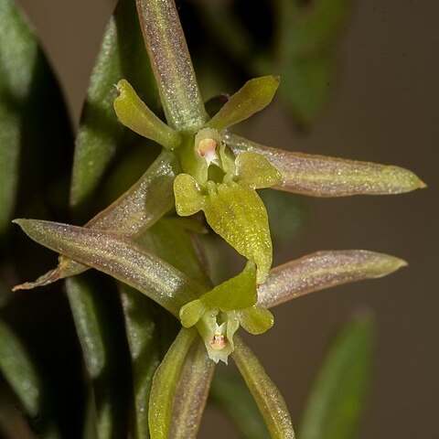 Epidendrum nanum unspecified picture