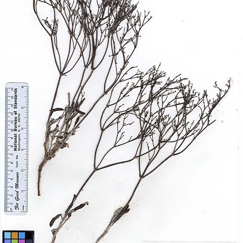 Eriogonum effusum unspecified picture