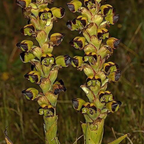 Corycium ingeanum unspecified picture