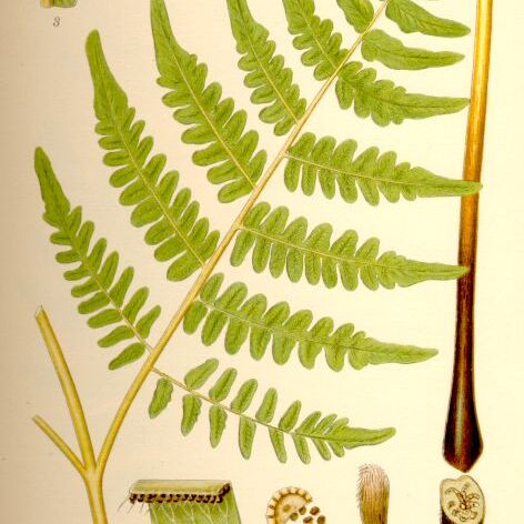 Pteridium unspecified picture