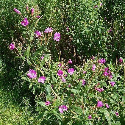 Epilobium unspecified picture