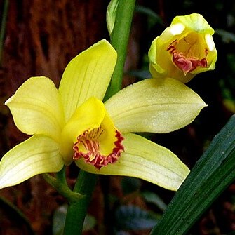 Phaius flavus unspecified picture