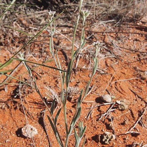 Stenopetalum velutinum unspecified picture