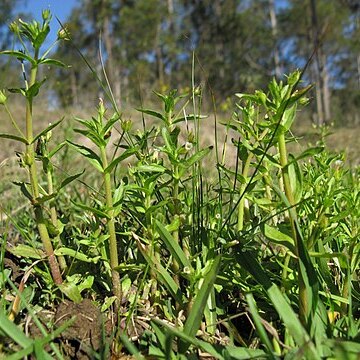 Gratiola pedunculata unspecified picture