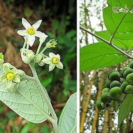 Solanum argenteum unspecified picture