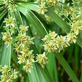 Cyperus alterniflorus unspecified picture