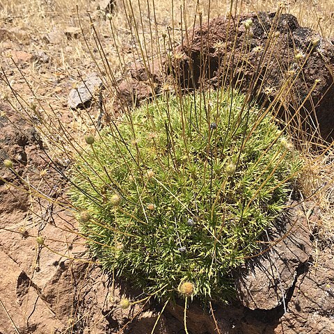 Haplopappus pinnatifidus unspecified picture