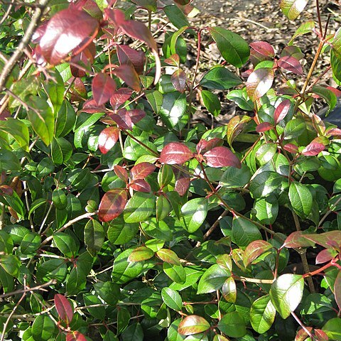 Viburnum atrocyaneum unspecified picture