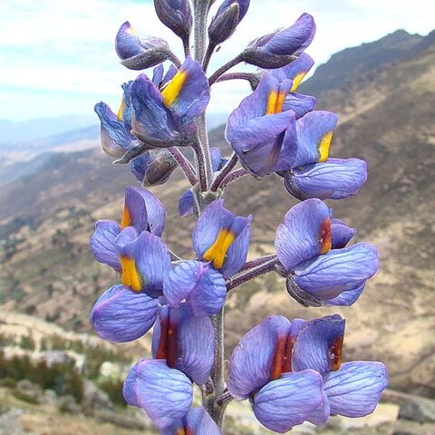 Lupinus paniculatus unspecified picture