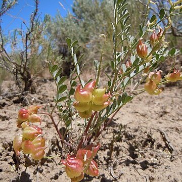 Astragalus lentiginosus var. salinus unspecified picture