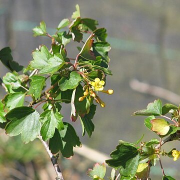 Ribes aureum var. gracillimum unspecified picture