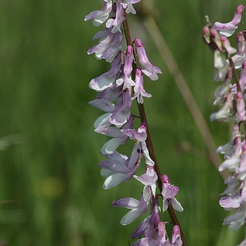 Vicia tenuifolia subsp. tenuifolia unspecified picture