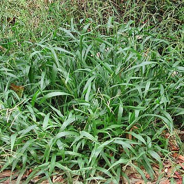 Paspalum mandiocanum unspecified picture