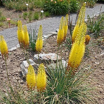 Eremurus stenophyllus unspecified picture