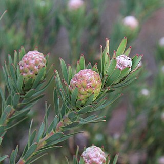 Leucadendron lanigerum var. laevigatum unspecified picture