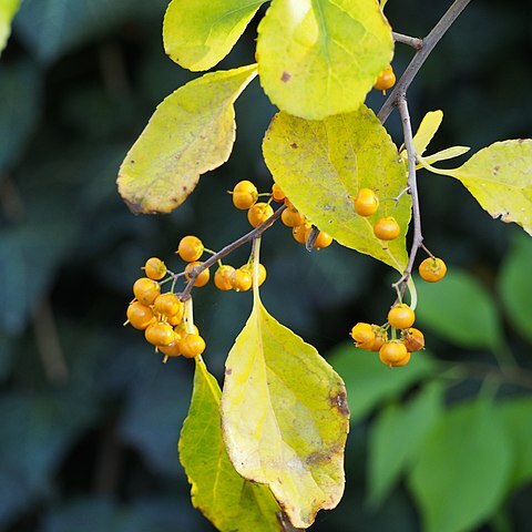 Celastrus hypoleucus unspecified picture