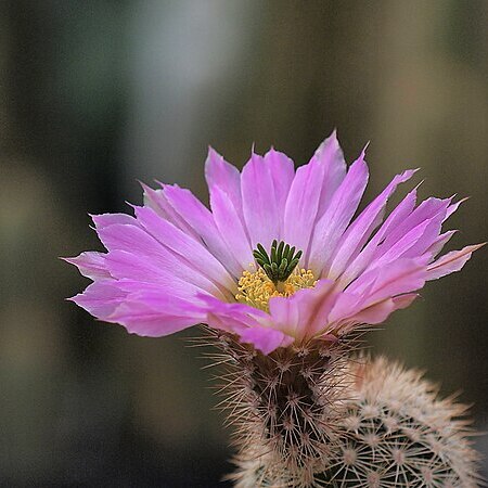 Echinocereus websterianus unspecified picture