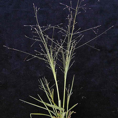 Panicum effusum unspecified picture