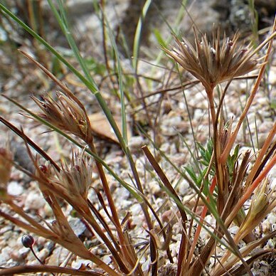 Juncus hybridus unspecified picture