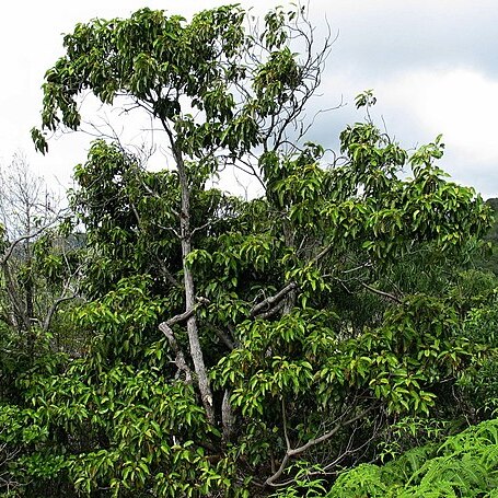 Elaeocarpus bifida unspecified picture