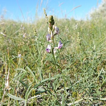 Astragalus flexuosus unspecified picture