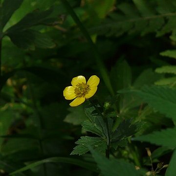 Ranunculus laetus unspecified picture