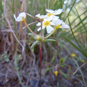 Gymnosteris nudicaulis unspecified picture