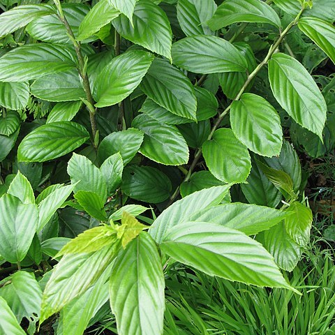 Rubus acuminatus unspecified picture