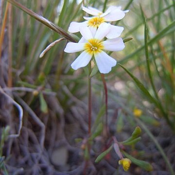 Gymnosteris unspecified picture