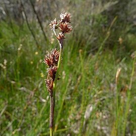 Schoenus villosus unspecified picture