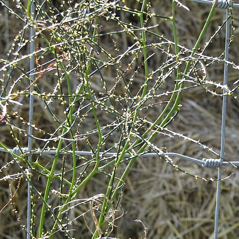 Rubus squarrosus unspecified picture