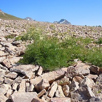 Ligusticum filicinum unspecified picture