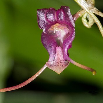 Porroglossum amethystinum unspecified picture