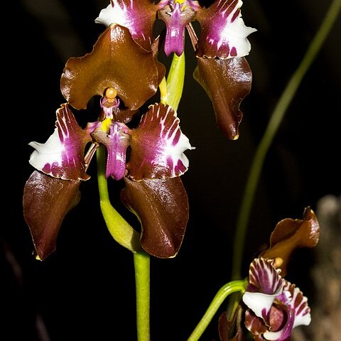 Cyrtochilum halteratum unspecified picture