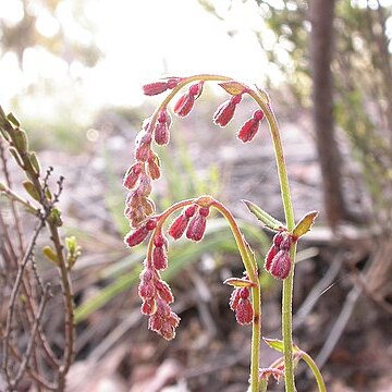 Gonocarpus tetragynus unspecified picture