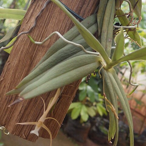 Angraecum angustum unspecified picture