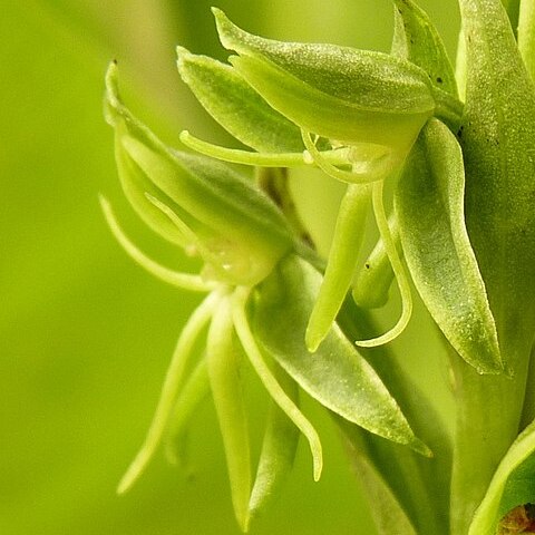 Habenaria pumila unspecified picture